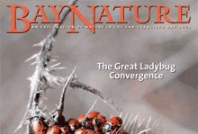 Bay Nature