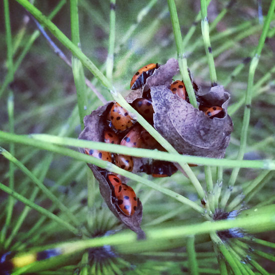 ladybug hike
