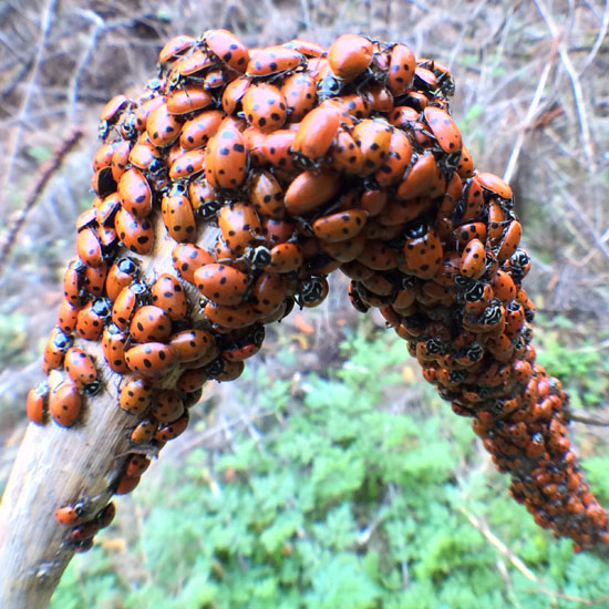 ladybug hike