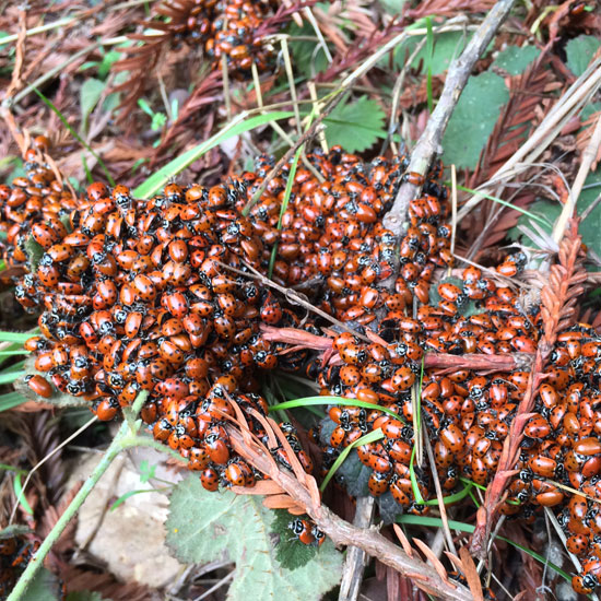 ladybug hike