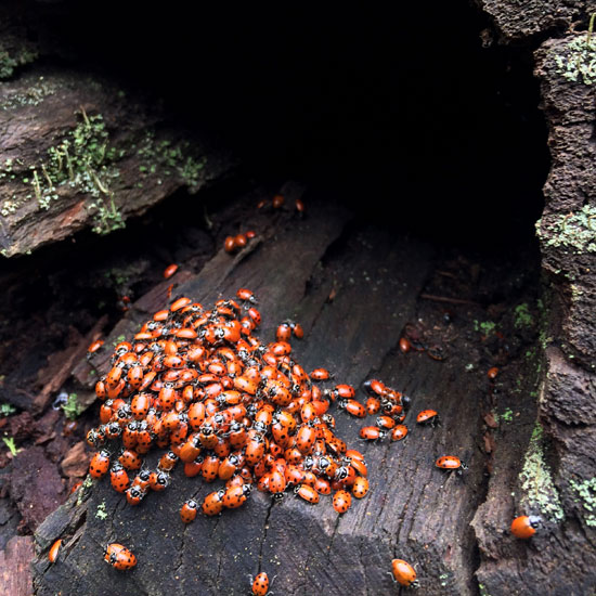ladybug hike