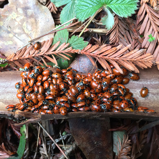 ladybug hike