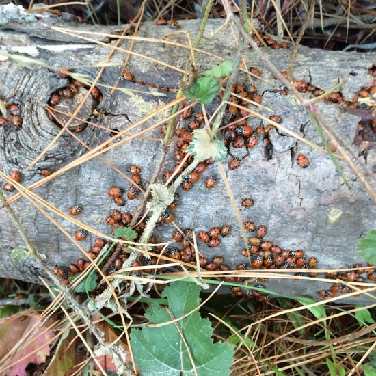 ladybug hike