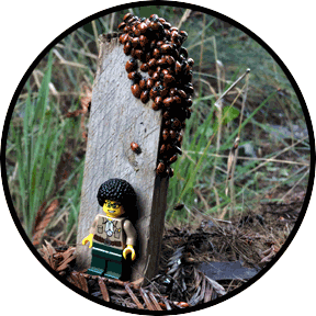 Ladybug Hotel Caretaker