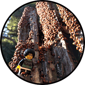 Ladybug Hotel Caretaker