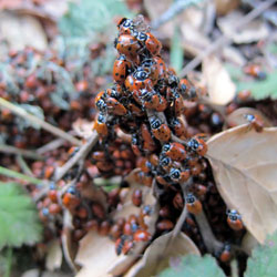 Ladybug Hotel Tepee